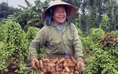 Con Tien Yam: Organic farming model brings high economic efficiency