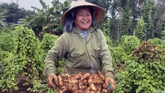 Khoai từ Cồn Tiên: Mô hình canh tác hữu cơ mang lại hiệu quả kinh tế cao