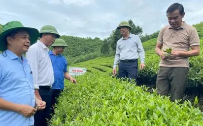 Unlocking the Potential of Organic Tea in Nghe An: A Breakthrough from Biotechnology