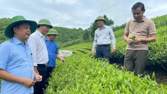 Đánh thức tiềm năng chè hữu cơ tại Nghệ An: Bước ngoặt từ công nghệ sinh học