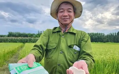 66-Year-Old Farmer Achieves Breakthrough with Organic Rice Cultivation Using Fresh Milk and Eggs