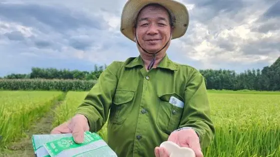 66-Year-Old Farmer Achieves Breakthrough with Organic Rice Cultivation Using Fresh Milk and Eggs