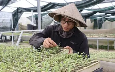 Da Nang accelerates the expansion of safe and organic vegetable production
