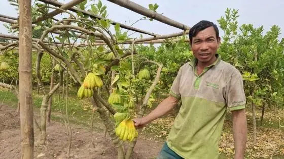 Dac So Buddha's Hand growers face challenges in the Tet harvest season