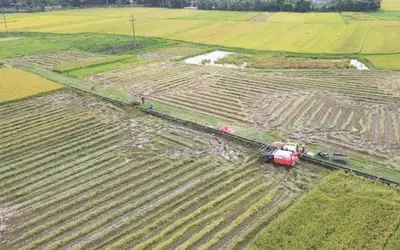 Land Consolidation: The Key to Elevating Organic Rice Production in Ha Tinh