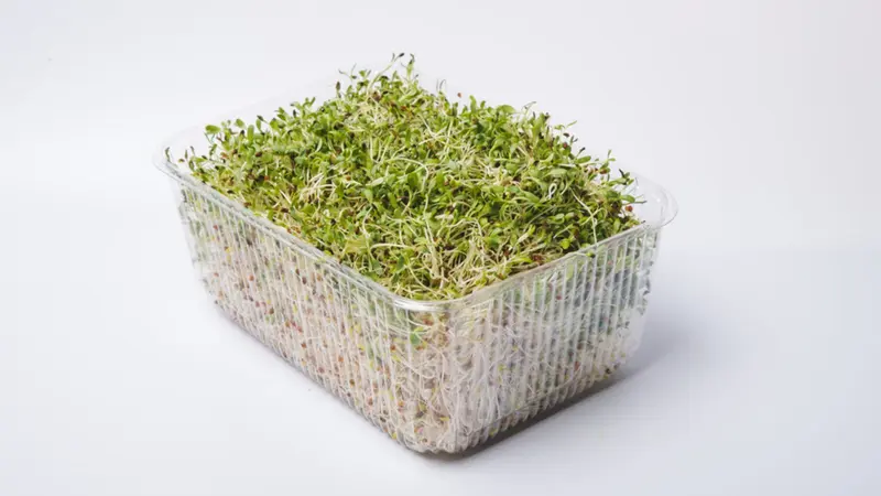 Multi-country Salmonella outbreak linked to alfalfa sprouted seeds