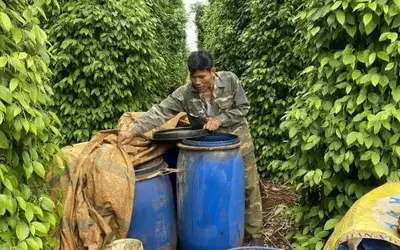 Reducing Fertilizer Costs by 30-50% Through On-Farm Microbial Organic Composting in Lam Dong