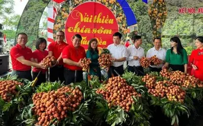 Central Retail đẩy mạnh kết nối và phân phối vải thiều chín sớm Tân Yên