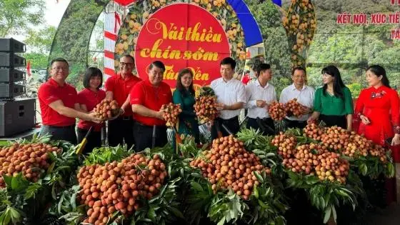 Central Retail Boosts Connection and Distribution for Early-Ripening Tan Yen Lychees