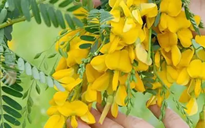 Khám phá giá trị dinh dưỡng và lợi ích sức khỏe từ bông điên điển