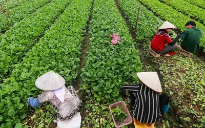 Vietnam Develops New Standards for Safe Vegetables: Aiming for Simplicity and Practicality