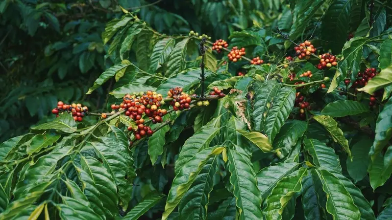 The Maturation of Vietnam's Coffee Market: From Beverage to Modern Consumer Experience