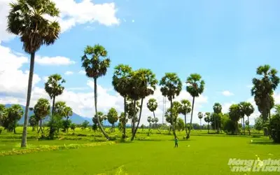 Developing Large-Scale Organic Palm Sugar Production Zones in Bay Nui, An Giang