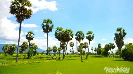 Phát triển vùng sản xuất thốt nốt hữu cơ quy mô lớn tại Bảy Núi, An Giang