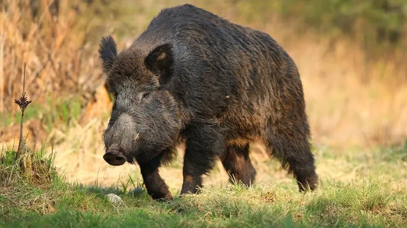 African swine fever outbreaks increase in pigs and wild boar across the EU